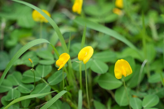 Small yellow peanut flowers blooming on green grass.