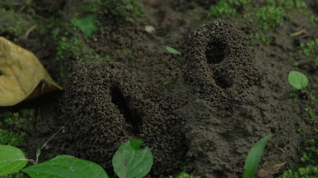 Worker ants delivering large leaf fragments to their jungle colony
