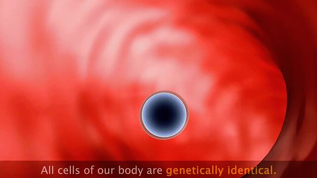 3D animation showing formation of zygote through fertilization of sperm and egg cell.