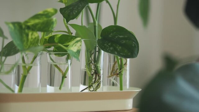 Plant propagation in glass test tubes indoors video shows roots growing in water sunlight.