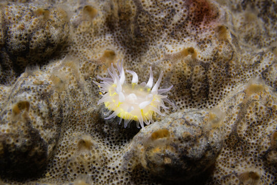 Undescribed sea anemone growing on ascidian colony, macro underwater detail, Wellington, New Zealand
