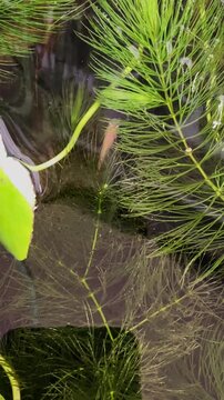 蓮の葉と竹が茂る水鉢を泳ぐメダカ