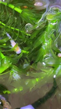 水草のある水鉢を泳ぐメダカの映像