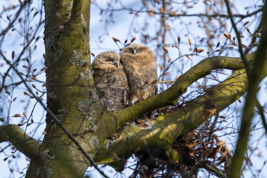 Tawny owlest in a tree during daytime