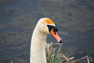 łabądz © JaroGraf