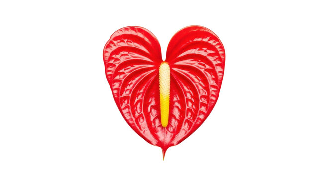Vibrant red anthurium flower in heart shape, tropical flamingo lily blossom, exotic botanical plant for romantic floral decoration and valentines day isolated PNG with Transparent Background