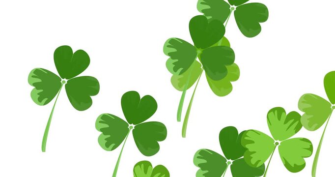 Green leaf clover. Falling down, floating, flying shamrock leaves animation on white. Saint Patrick s Day holiday traditional symbol. Great for web template, header for website. 4k loop video