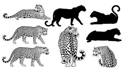 Hand drawn leopard sketch and silhouette vector set black and white big cat collection isolated on white © Sabbir