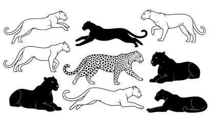 Leopard silhouette and outline vector set with dynamic poses black and white wildlife illustration © Sabbir