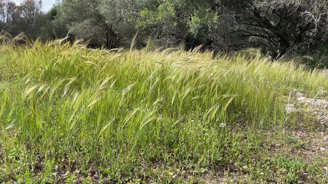 Tall green wild grass swaying in wind in Ben Shemen forest israel, mediterranean nature and spring landscape concept
