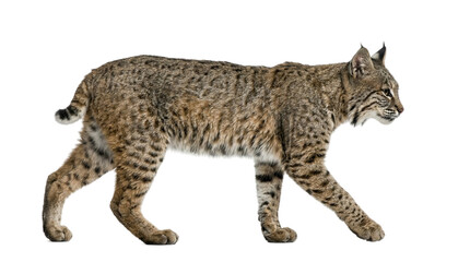 Naklejka premium bobcat walking profile view video