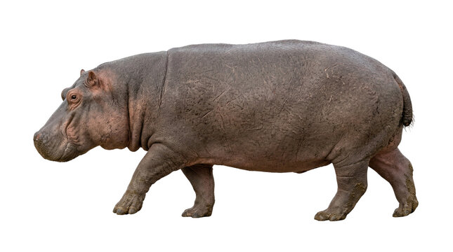 hippopotamus walking profile view