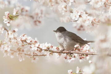 Obraz premium Sylvia atricapilla. A male Eurasian blackcap sits on the flowering twig. Spring in the nature.