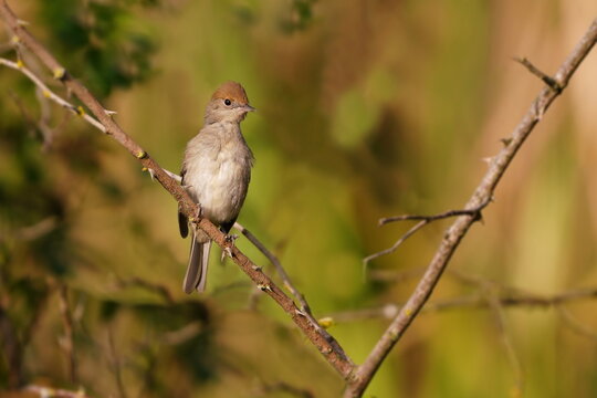 Sylvia atricapilla. A female Eurasian blackcap sits on the a branch. Spring in the nature.