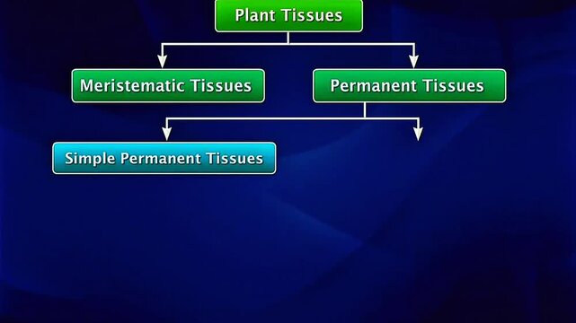 3D animation showing types of plant and animal tissues with structure and function comparison.