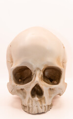 Obraz premium Concept - skull on a white background, beautiful white medical skull without jaw, human anatomy. Halloween holiday, scary skull. High quality