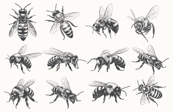Vintage Engraving Style Honey Bee Illustrations Set. Hand Drawn Insects Vector Line Art for Organic Honey Packaging and Apiary Branding