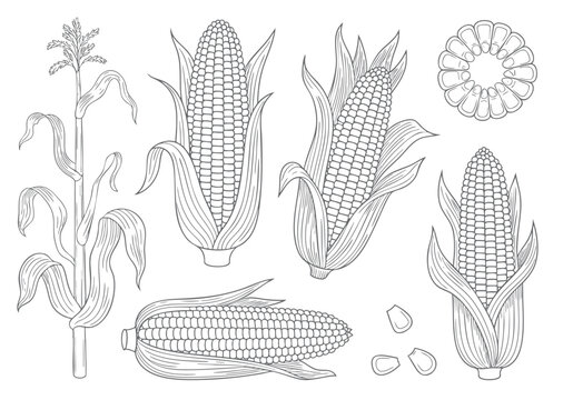 Hand drawn maize outline illustration collection. Clean line corn illustration set with botanical outline drawing isolated.