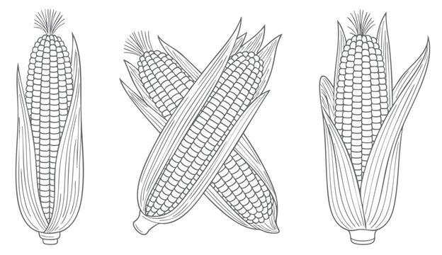 Hand drawn maize outline illustration collection. Clean line corn illustration set with botanical outline drawing isolated.
