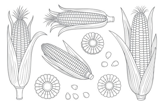 Hand drawn maize outline illustration collection. Clean line corn illustration set with botanical outline drawing isolated.