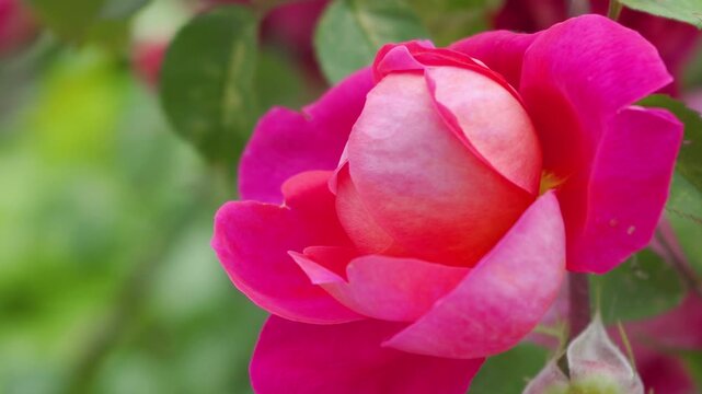 Close-up of a delicate pink rose bud blooming in the garden, A beautiful hybrid tea rose bud of rich pink color in the process of opening