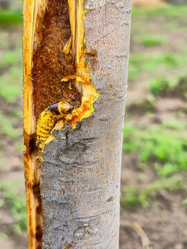 Wood boring larva feeding on damaged tree bark, causing destruction
