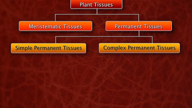3D animation showing types of plant tissues including meristematic and permanent tissues.