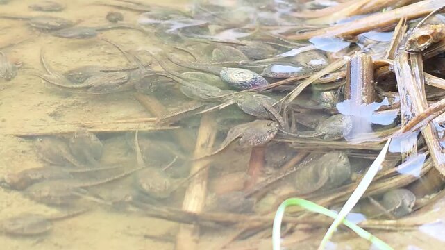 



Dynamic swarm of Dybowski's frog (Rana dybowskii) tadpoles in a pond.5

