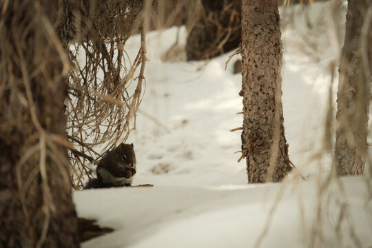 squirrel in colorado rockiues