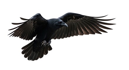 Fototapeta premium Black Raven Flying with Wings Spread Isolated – Dark Bird in Flight