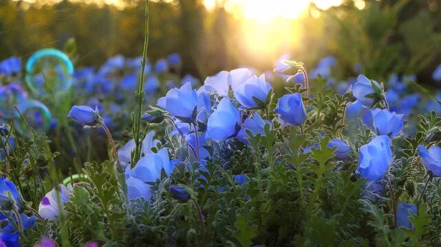 4k 夕日に輝くネモフィラとシャボン玉