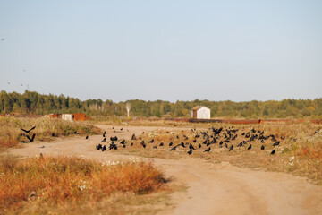 Obraz premium A large flock of black ravens gathered on a dirt road and dry grass in a rural field under a clear sky
