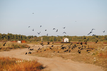 Obraz premium Numerous black crows taking flight from a dry meadow and a dirt path against a backdrop of distant forest