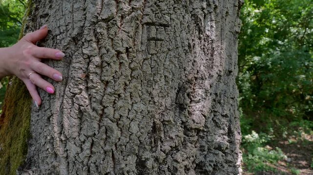 Touching nature with delicate hands against the bark of a sturdy tree in a serene outdoor setting