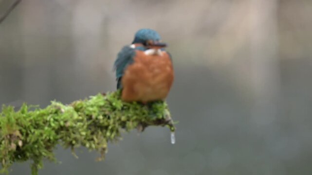 Common kingfisher (Alcedo atthis) perched on mossy branch in natural habitat, wildlife footage