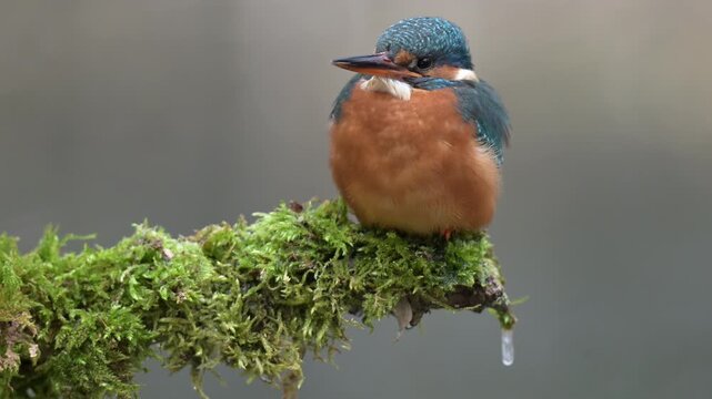 Common kingfisher (Alcedo atthis) perched on mossy branch in natural habitat, wildlife footage