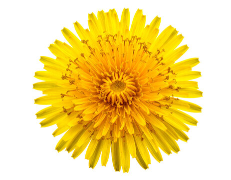 Yellow dandelion flower head isolated on white background, fresh blooming taraxacum officinale cutout for nature, herbal medicine and spring design compositing