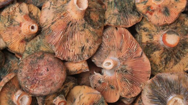 Freshly harvested lactarius deliciosus mushrooms rotating slowly in top down macro footage.