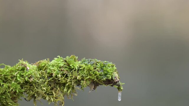 Common kingfisher (Alcedo atthis) perched on mossy branch in natural habitat, wildlife footage