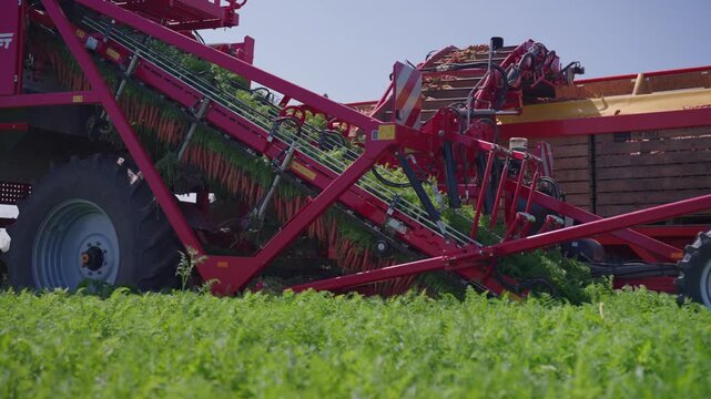 Modern agricultural machine harvesting carrots in field, mechanized farming and food production.