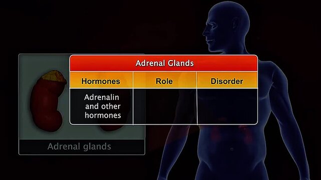 3D animation showing adrenal gland hormones, their roles, and disorders affecting body function.