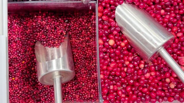 buying fruits and berries ( cranberries, currants)at the market	