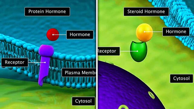 3D animation showing binding of protein and steroid hormones to receptors and cellular response.
