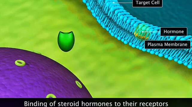 3D animation showing binding of hormones to receptors and activation of cellular signaling pathways.