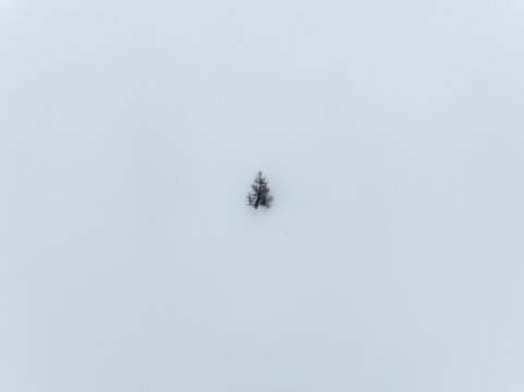 Aerial view of a single isolated tree standing in a vast expanse of white snow at Passo Giau in Colle Santa Lucia, Veneto, Italy.
