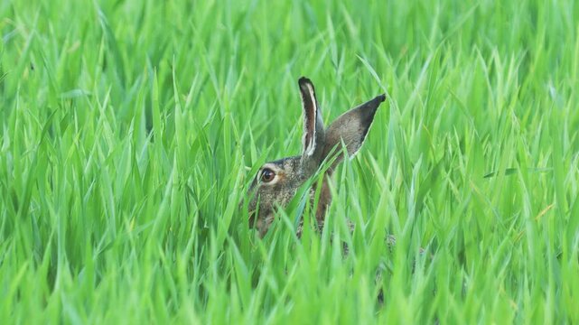 The European hare rabbit eating green wheat, Lepus europaeus