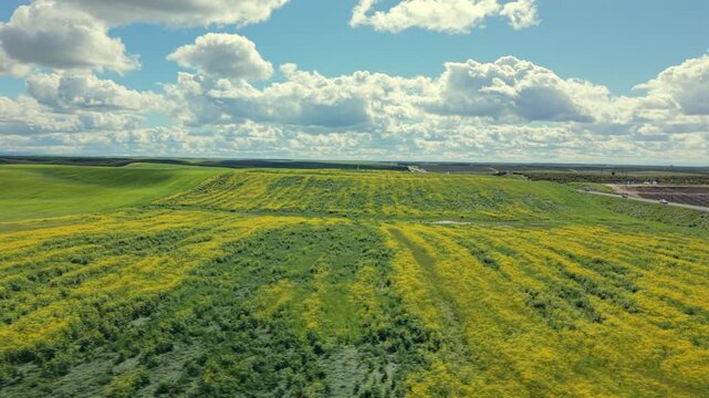 Cinematic Aerial shot over california patchwork crop fields from above, alternating green and yellow strips, visible furrows and contours, cloudy sky backdrop, agronomist inspection tone, analytical