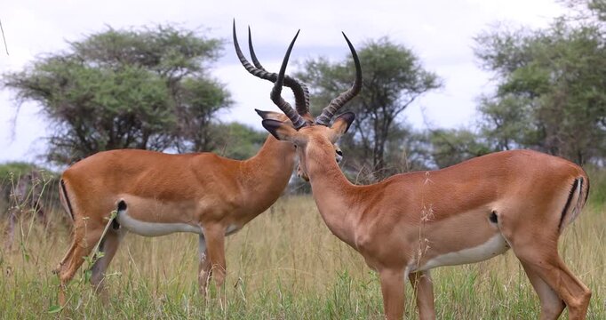 Two male impala antelopes fighting in the wild savannah