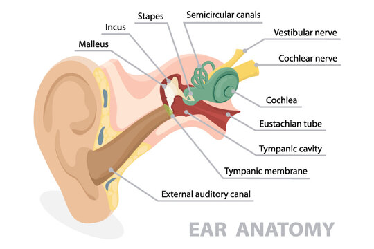 Anatomy of human ear. Inner structure of hearing mechanism medical organ system with nerve, sound canal with names. 3d flat educational isometric vector diagram.
