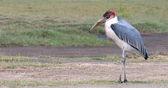 Marabou stork walking on the african savanna in Tanzania.
